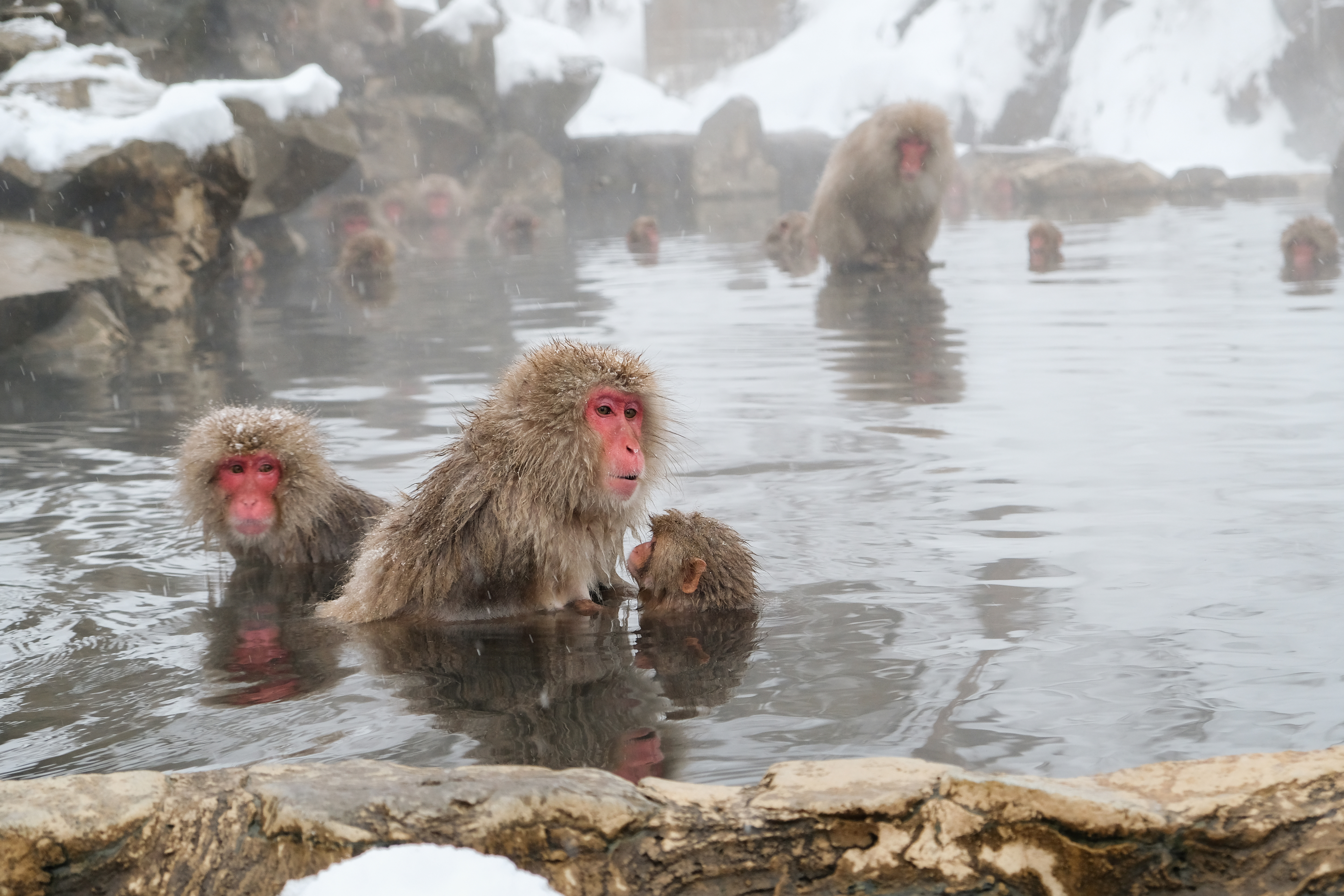 Viaggio in Giappone: scimmie 