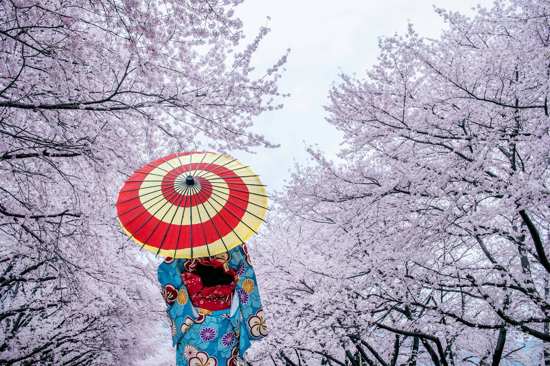 Giappone Hanami