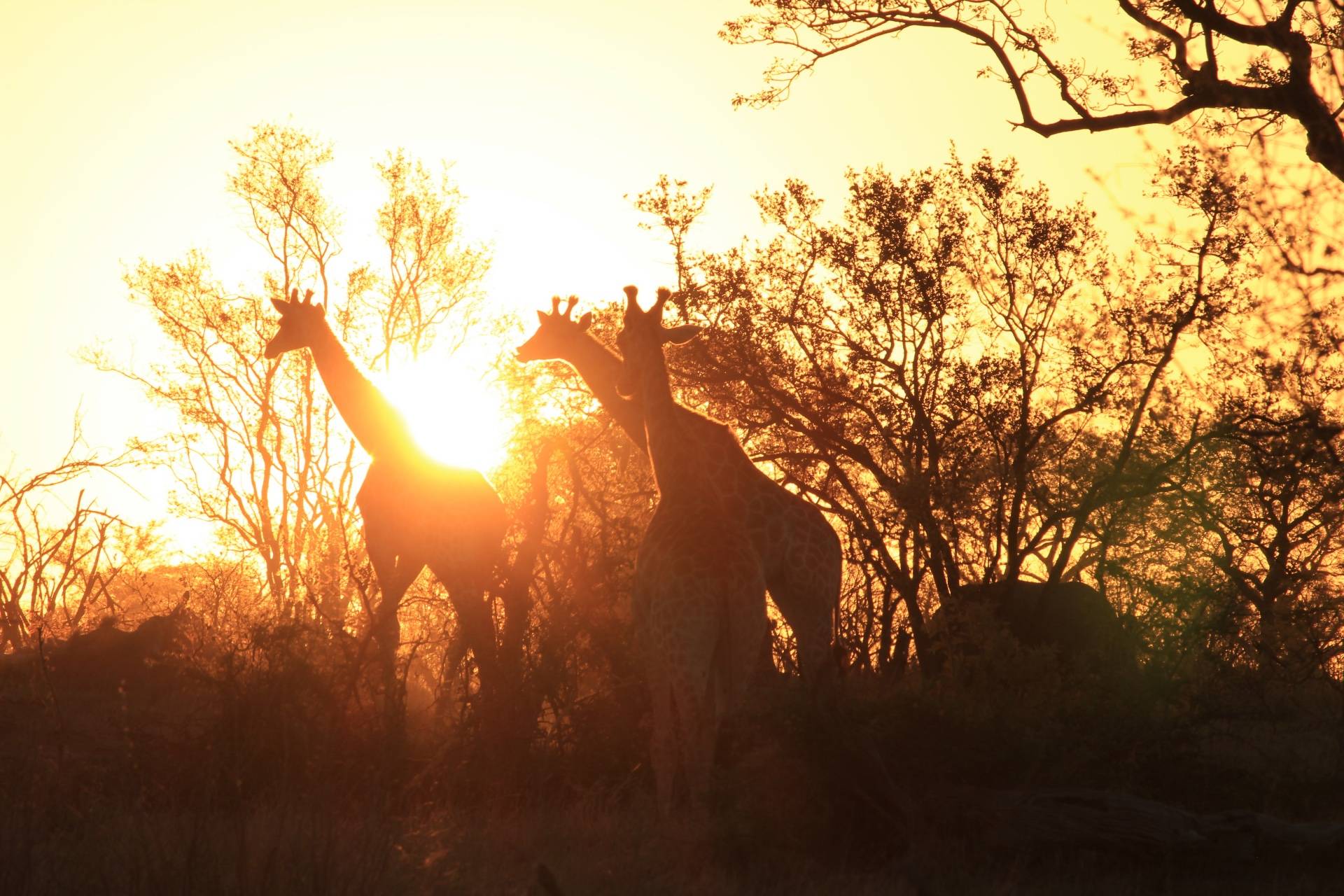 KRUGER PARK