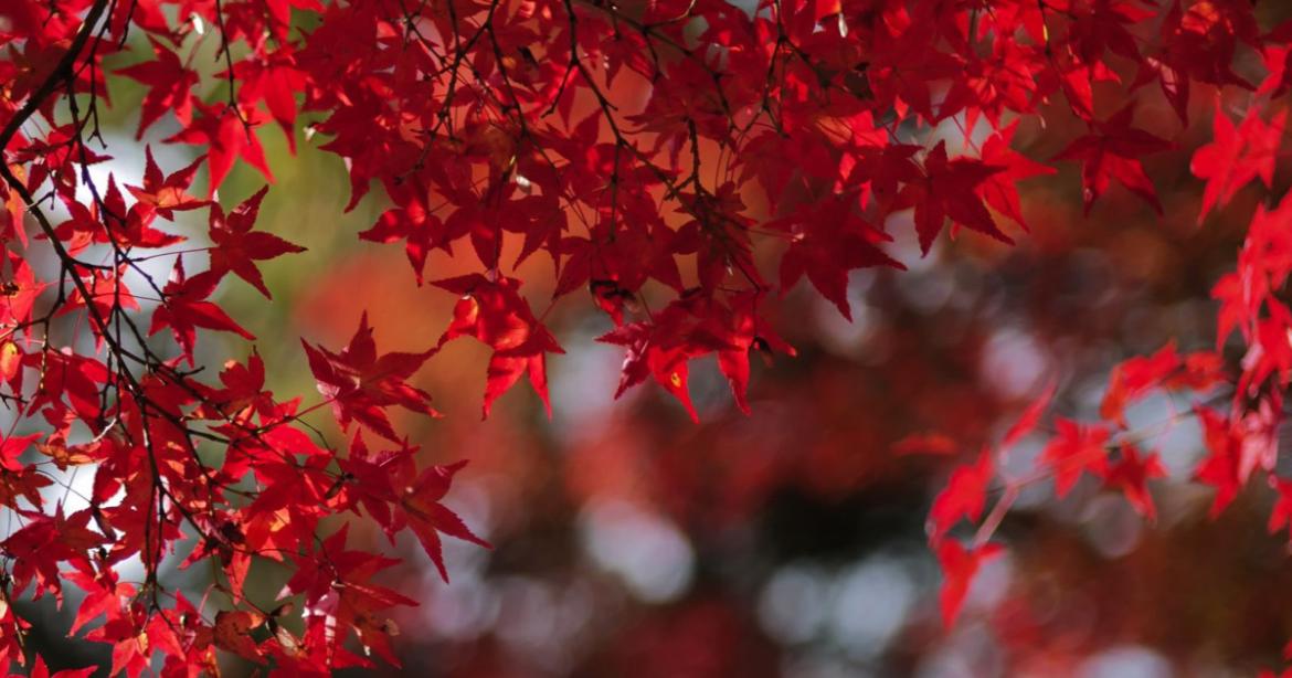 Foliage autunnale con rami di acero palmato giapponese dalle caratteristiche foglie rosso cremisi.