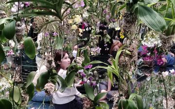 Guests exploring mirrored orchid room at teamLab Planets Tokyo