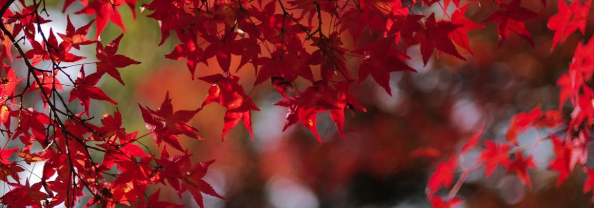Foliage autunnale con rami di acero palmato giapponese dalle caratteristiche foglie rosso cremisi.