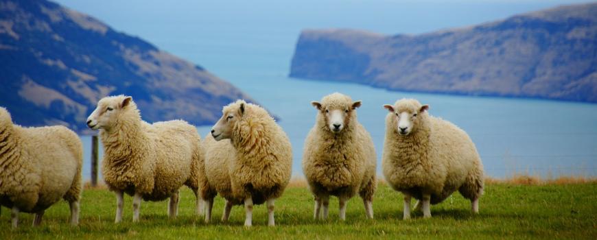 Viaggio di nozze in Nuova Zelanda: la fauna locale
