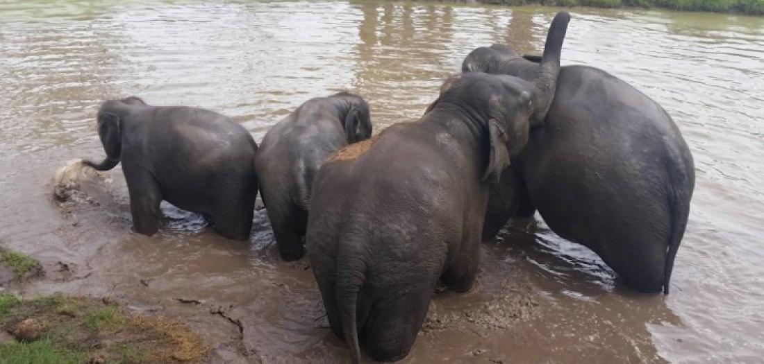 Viaggio in Thailandia: Elephant Experience