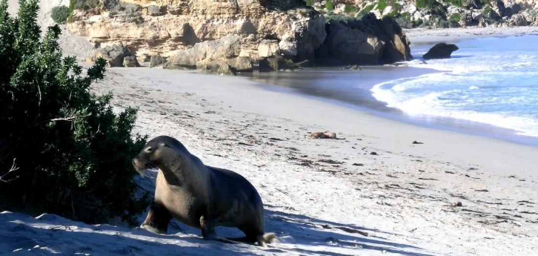 Australia spiaggia