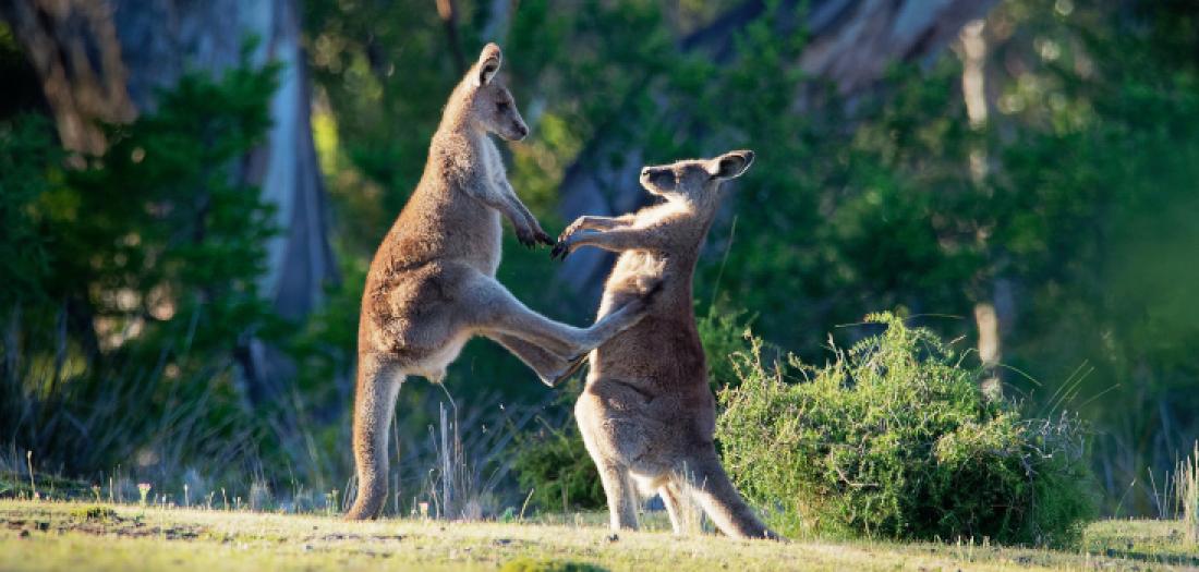 Viaggio in Australia: Canguri