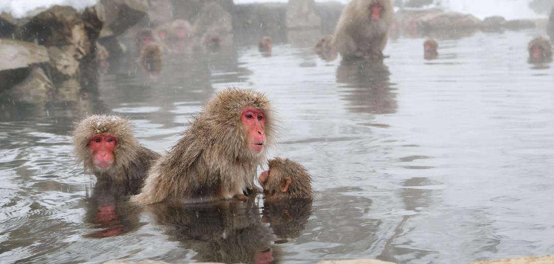 Viaggio in Giappone: scimmie 