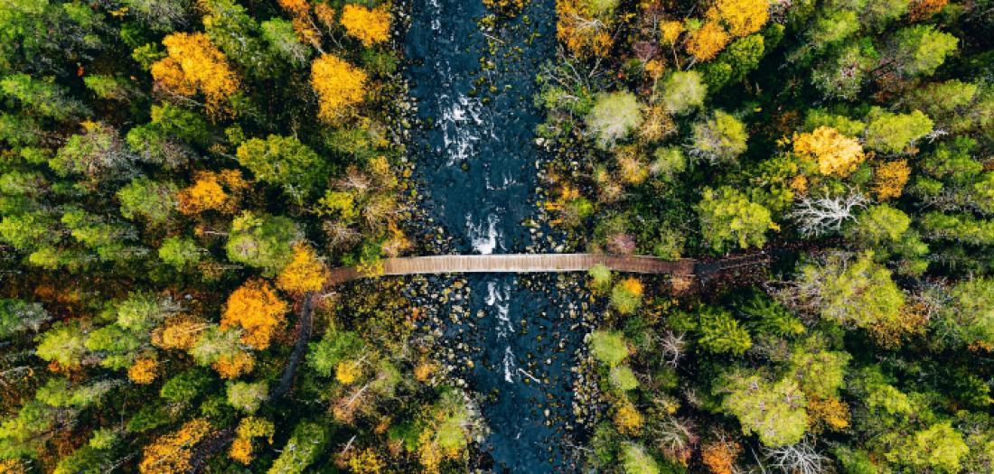 Viaggio in Finlandia: bosco