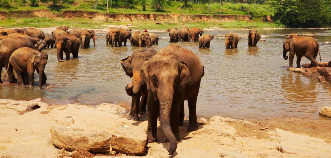 Sri Lanka: elefanti