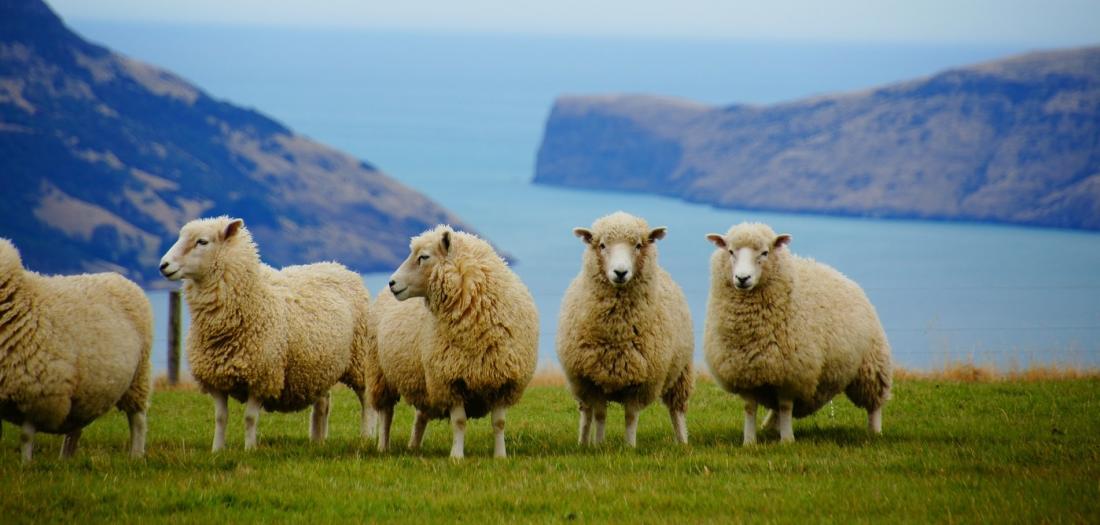 Viaggio di nozze in Nuova Zelanda: la fauna locale