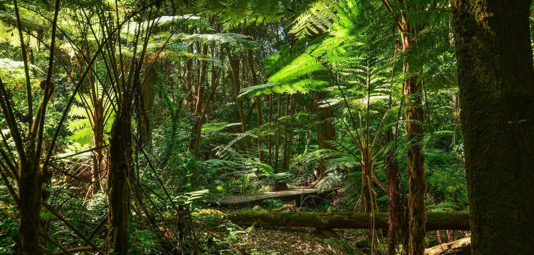 Viaggio di nozze in Australia: nel cuore della natura