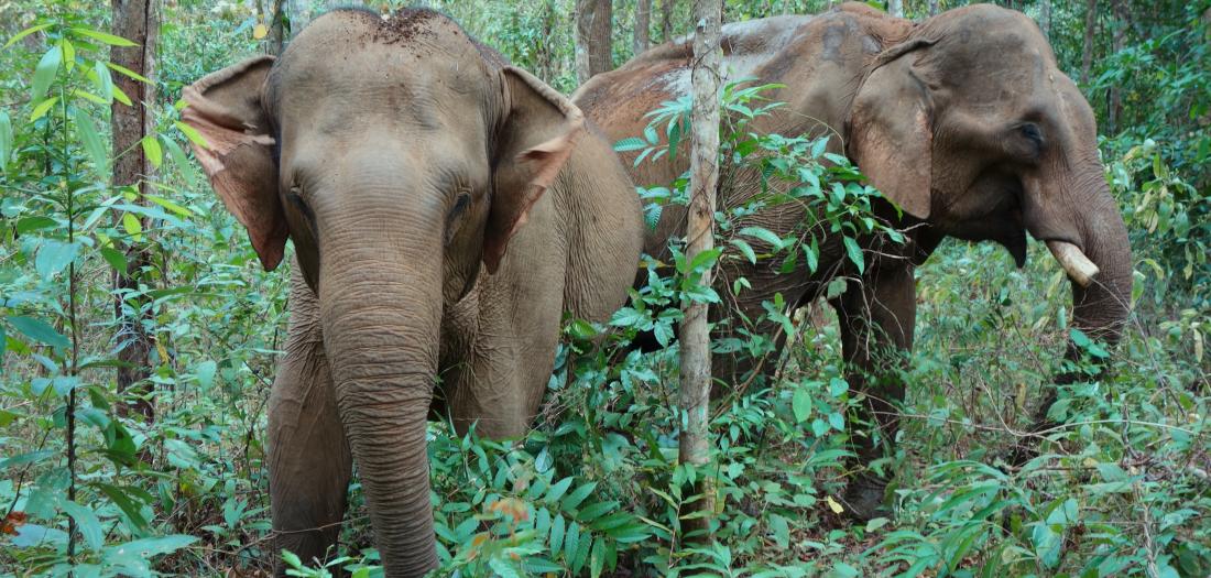 Cambogia: elefanti
