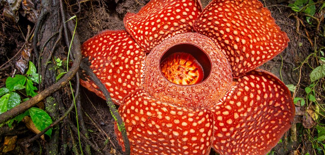 rafflesia 