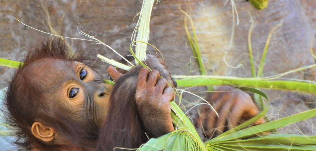 urang utan 