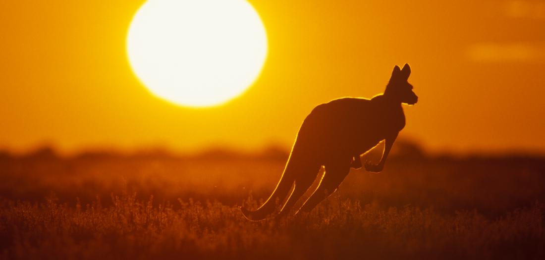 Kangaroo 