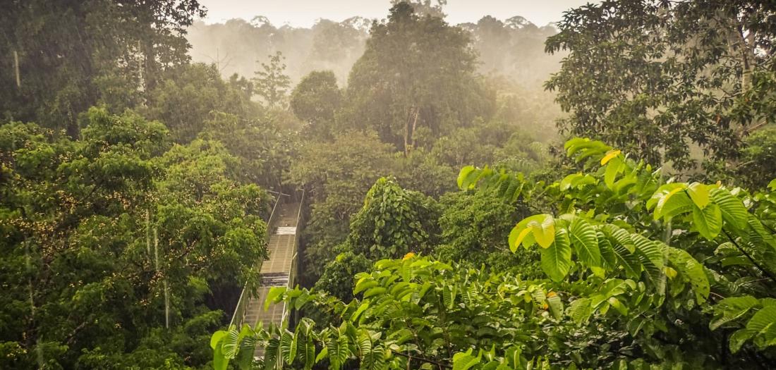 Gunung Mulu National Park