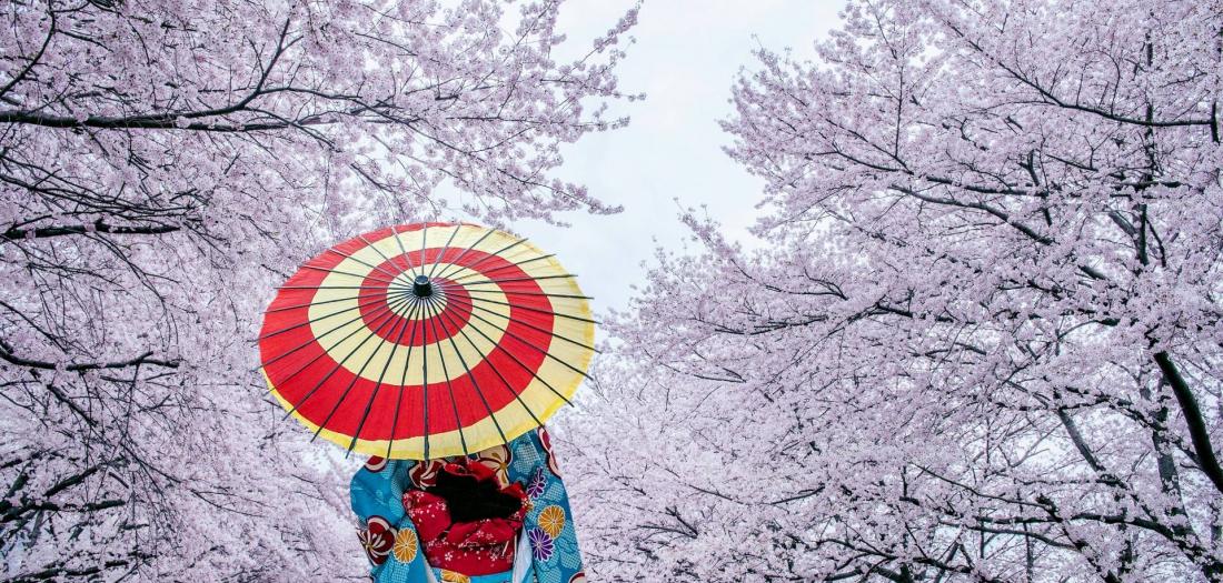 Giappone Hanami 