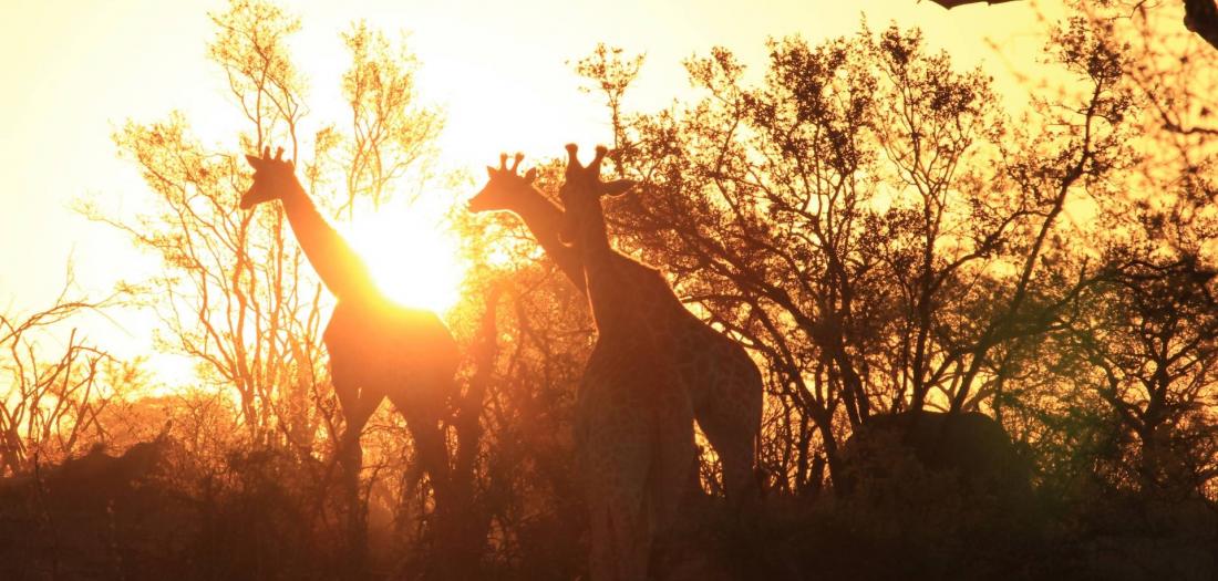 KRUGER PARK