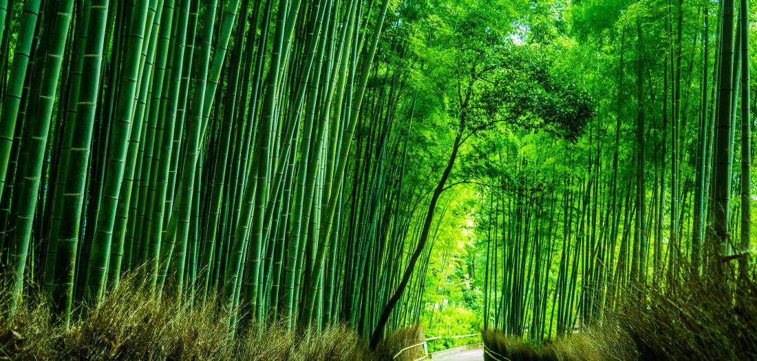 arashiyama