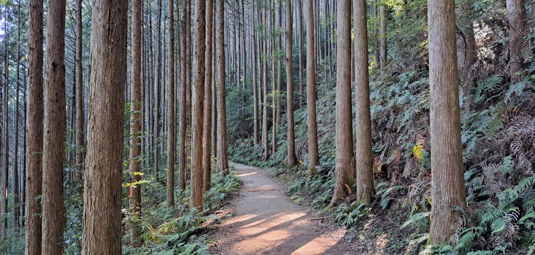 Nakasendo 