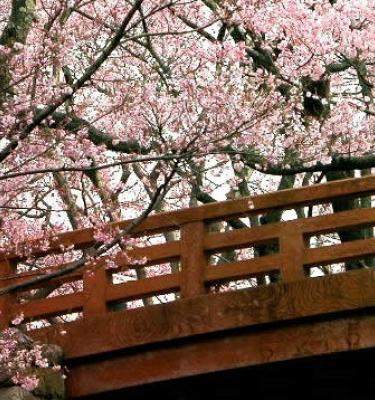 Viaggi di gruppo in Giappone: la magia dell'hanami