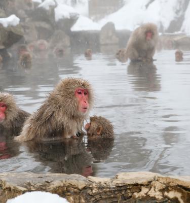 Viaggio in Giappone: scimmie