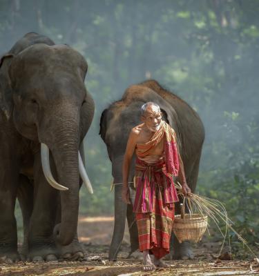 Laos: elefanti