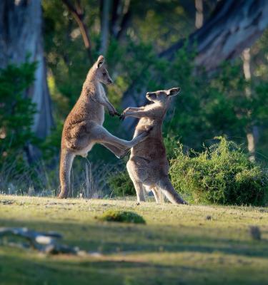 Viaggio di nozze in Australia: Kangaroo Island