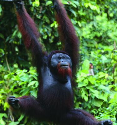 Sepilok Orang Utan