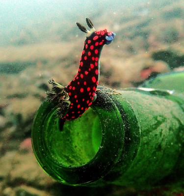 muck dive