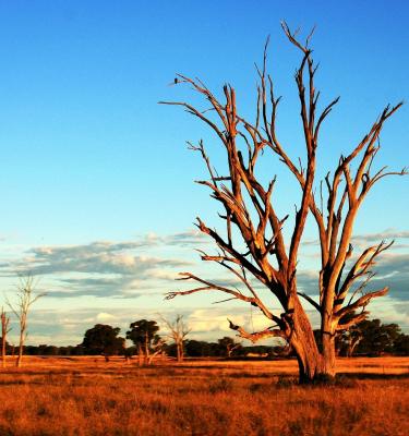 Australian tree