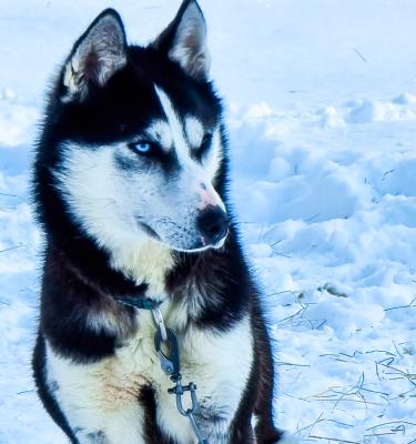 Husky