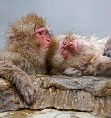 macachi
